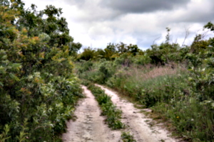 [picture: Curved path 1]