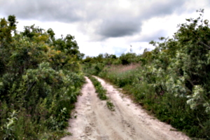 [picture: Curved path 2]