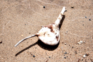 [picture: Driftwood]