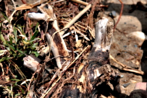[picture: Driftwood]