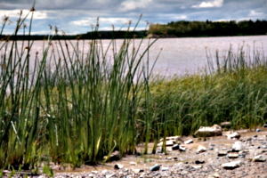[picture: Marshy beach]