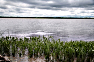 [picture: River plants]