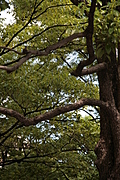 [Picture: Tree]