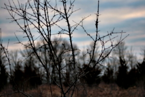 [picture: Thorn bush 3]