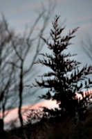 [picture: Fir tree]