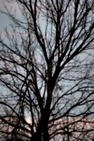 [picture: Closer tree]