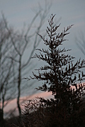 [Picture: Fir tree]
