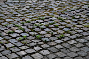 [picture: Cobbles]