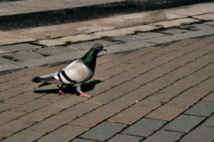 [picture: Pigeon 1]