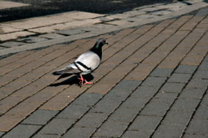 [picture: Pigeon 2]