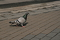 [Picture: Pigeon 1]