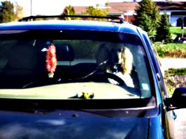 [picture: Poodle Driver]