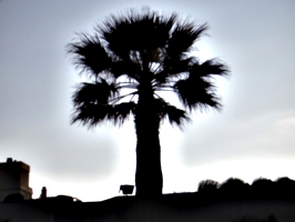 [picture: spiky tree on top of hotel]