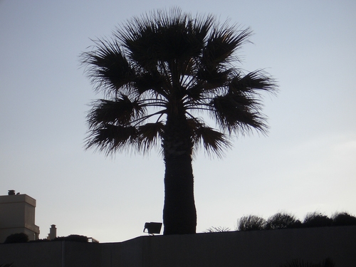 [Picture: spiky tree on top of hotel]