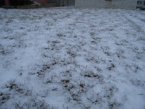 [Picture: Grass peeking through snow]