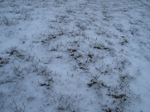 [Picture: Grass peeking through snow 2]