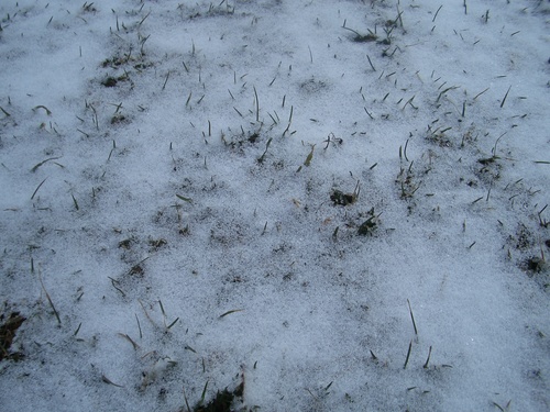 [Picture: Grass peeking through snow 3]