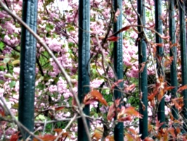 [picture: Bars with Blossom 2]