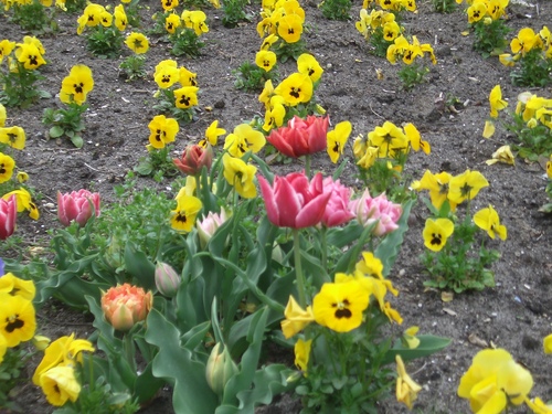 [Picture: Tulips]