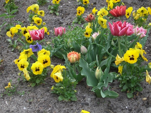 [Picture: Tulips 2]