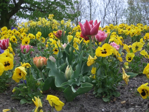 [Picture: Tulips 3]
