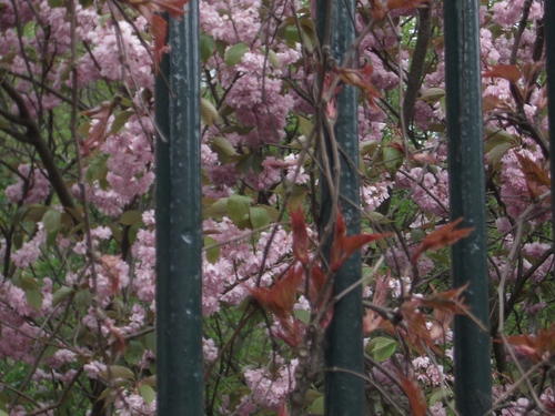 [Picture: Bars with Blossom]