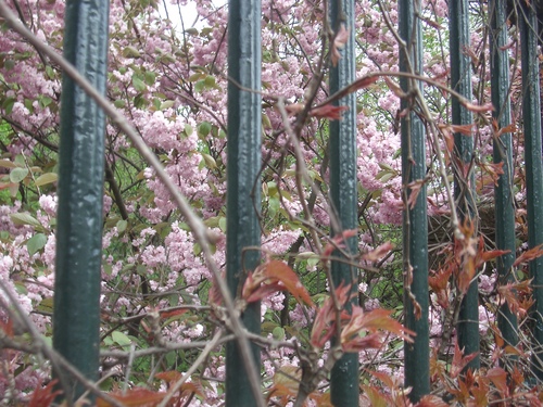[Picture: Bars with Blossom 2]