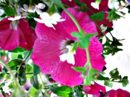 [picture: Upside-down convolvulus flower]