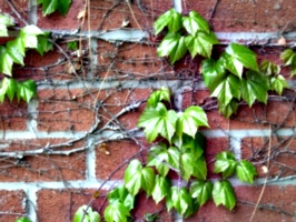 [picture: Creeper on brick wall 2]
