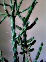 [picture: Cactus 2]