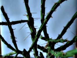 [picture: Cactus 4]