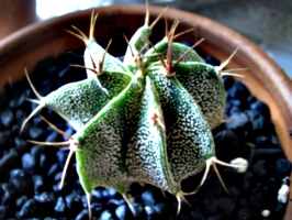 [picture: Another Cactus]