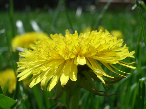 [Picture: Dandelion]