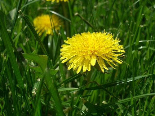 [Picture: Dandelion 2]