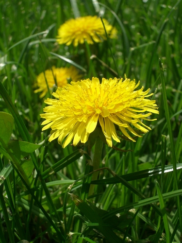 [Picture: Dandelion 3]