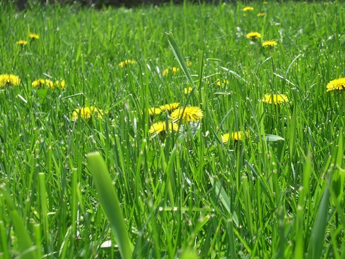 [Picture: Dandelion Grass]