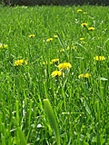 [Picture: Dandelion Grass 2]