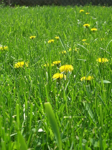 [Picture: Dandelion Grass 2]