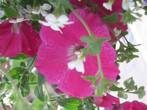 [Picture: Upside-down convolvulus flower]