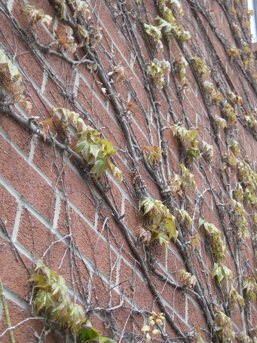 [Picture: Creeper on brick wall]