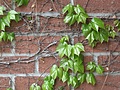 [Picture: Creeper on brick wall 2]