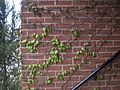 [Picture: Creeper on brick wall 3]