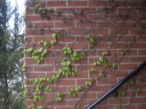 [Picture: Creeper on brick wall 3]