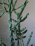 [Picture: Cactus 2]