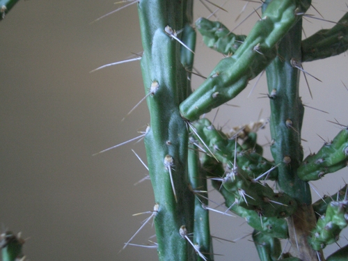 [Picture: Cactus 3]