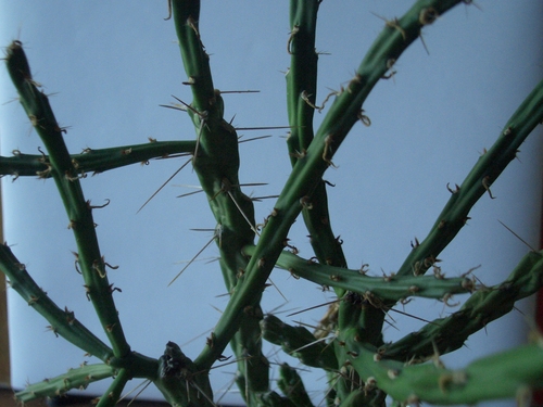 [Picture: Cactus 4]