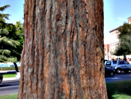 [picture: tree trunk 1]