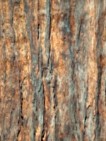 [picture: tree trunk 3]