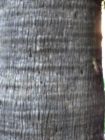 [picture: tree trunk 4]