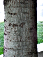 [picture: tree trunk 5]